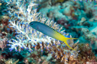 Meiacanthus atrodorsalis (Yellowtail Fangblenny)