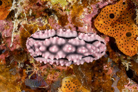 Phyllidiopsis fissurata (Phyllidiopsis Fissurata)