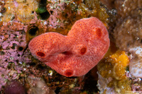 Didemnum sp.10 (Didemnum sp.10)