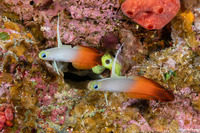 Nemateleotris magnifica (Fire Dartfish)