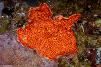 Didemnum sp.10 (Didemnum sp.10)