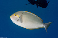 Acanthurus mata (Yellowmask Surgeonfish)