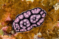 Phyllidiella annulata (Ringed Phyllidella)