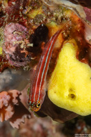 Helcogramma striata (Striped Triplefin)