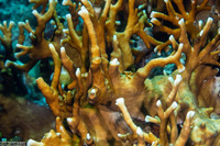 Millepora sp.1 (Encrusting Fire Coral)
