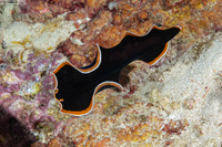 Pseudobiceros hancockanus (Hancock's Flatworm)