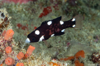 Bodianus axillaris (Axilspot Hogfish)