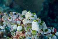 Atriolum robustum (Robust Sea Squirt)