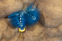 Spirobranchus sp.1 (Christmas Tree Worm)