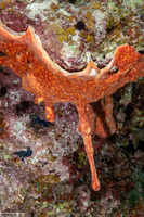 Didemnum sp.10 (Didemnum sp.10)