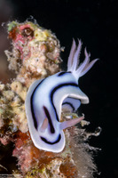 Chromodoris lochi (Loch's Chromodoris)