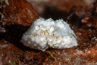 Calappa gallus (Rough Box Crab)