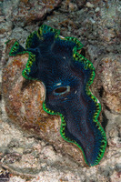 Tridacna derasa (Smooth Giant Clam)