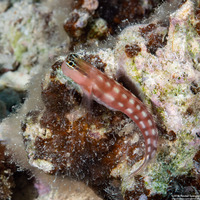 Ecsenius australianus (Australian Coralblenny)