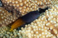 Ecsenius bicolor (Bicolor Coralblenny)