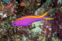 Pseudanthias tuka (Purple Anthias)