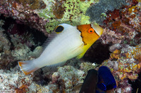 Cetoscarus ocellatus (Spotted Parrotfish)