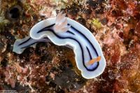 Chromodoris lochi (Loch's Chromodoris)