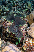 Tridacna maxima (Maxima Giant Clam)
