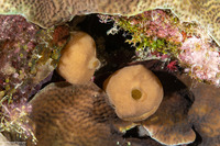 Leucetta sp.2 (Leucetta sp.2)