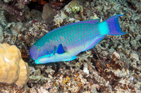 Chlorurus microrhinos (Steephead Parrotfish)