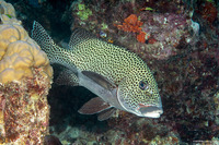 Plectorhinchus chaetodonoides (Many-Spotted Sweetlips)