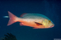 Lutjanus bohar (Red Snapper)