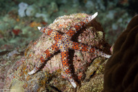 Gomophia watsoni (Watson's Sea Star)