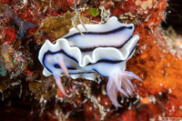 Chromodoris lochi (Loch's Chromodoris)