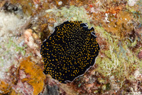 Thysanozoon nigropapillosum (Thysanozoon Nigropapillosum)