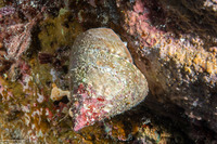 Tectus pyramis (Green Top Snail)