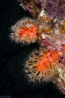 Parasphaerasclera sp.1 (Fuzzy Carrot)