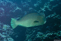 Bolbometopon muricatum (Bumphead Parrotfish)