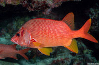 Sargocentron spiniferum (Sabre Squirrelfish)