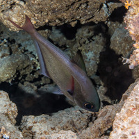 Pempheris oualensis (Copper Sweeper)