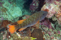 Lethrinus erythracanthus (Yellowfin Emperor)