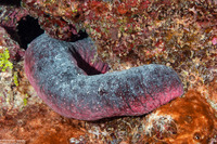 Holothuria edulis (Pinkfish Sea Cucumber)