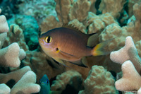 Chromis atripes (Darkfin Chromis)