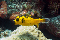 Arothron nigropunctatus (Blackspotted Puffer)