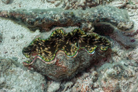 Tridacna derasa (Smooth Giant Clam)