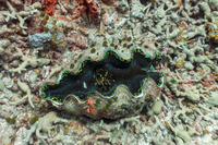 Tridacna derasa (Smooth Giant Clam)