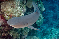 Triaenodon obesus (Whitetip Reef Shark)