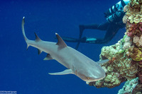 Triaenodon obesus (Whitetip Reef Shark)