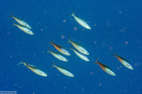 Pterocaesio tile (Bluestreak Fusilier)