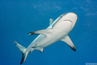 Carcharhinus amblyrhynchos (Gray Reef Shark)