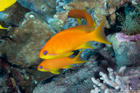 Pseudanthias squamipinnis (Scalefin Anthias)