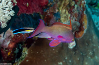 Pseudanthias squamipinnis (Scalefin Anthias)