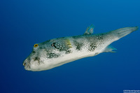 Arothron hispidus (White-Spotted Puffer)