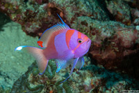 Pseudanthias pleurotaenia (Squarespot Anthias)