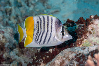 Chaetodon mertensii (Atoll Butterflyfish)